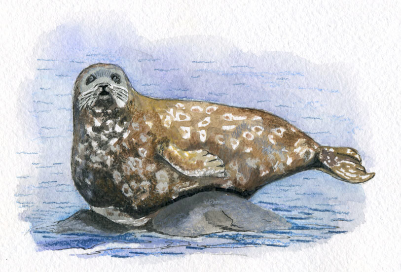 Настоящий тюлень — 5 букв сканворд
